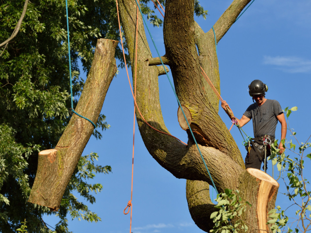 Tree Removal and Tree Trimming Winnipeg